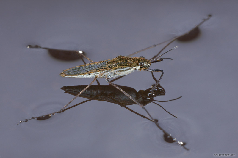 Illustration for article titled If Cars were Insects